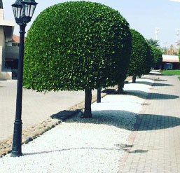 garden-design-dubai