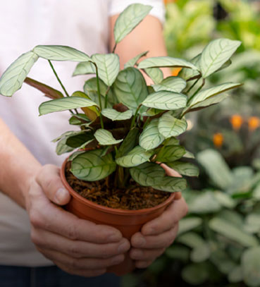 plant-nursery